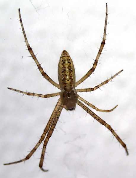 Argiope bruennichi giovane - Moriago (TV)